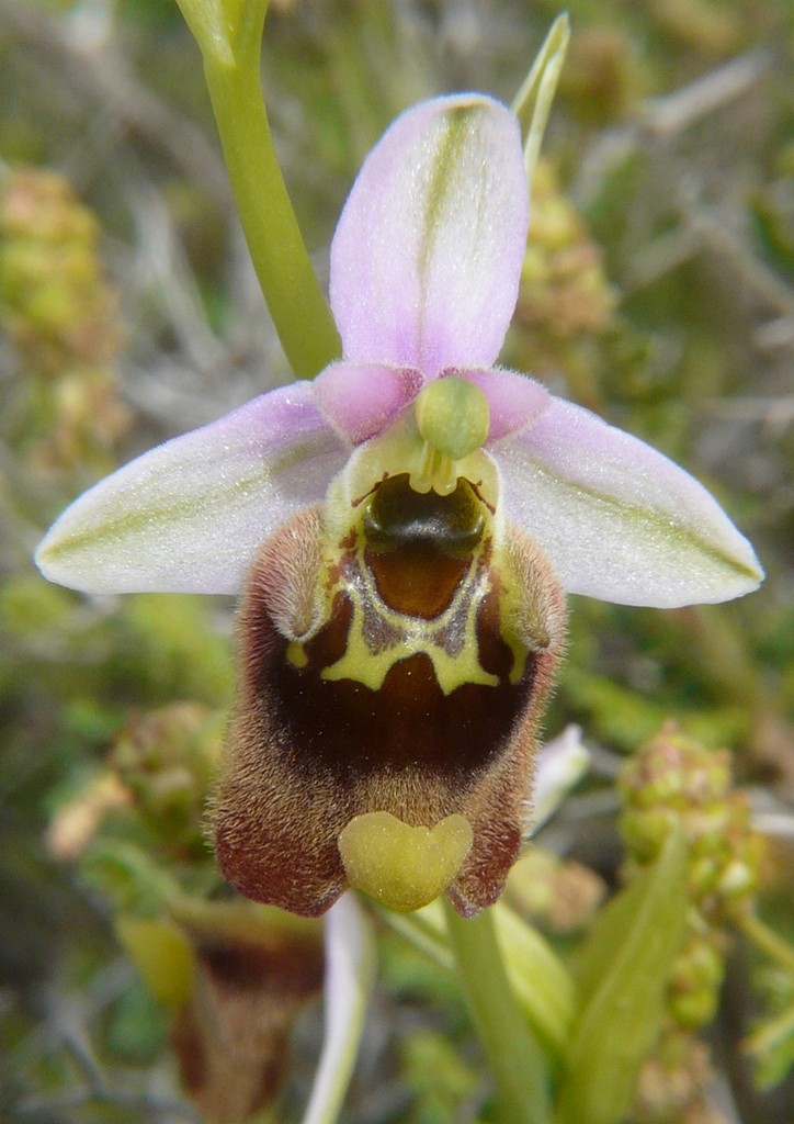 Ophrys cretica, Ophrys episcopalis  Creta aprile 2016